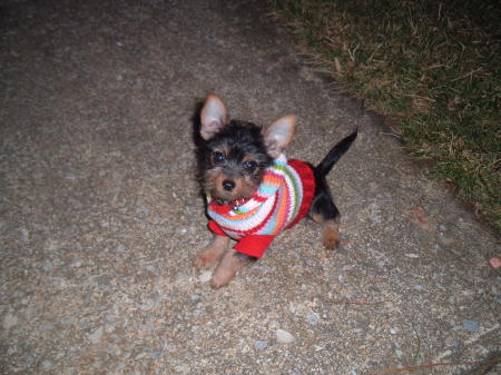 Chiquita, a miniture Yorkshire Terrier/Chihuahua Mix