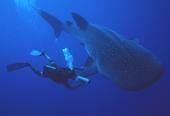 whale shark samoa 06