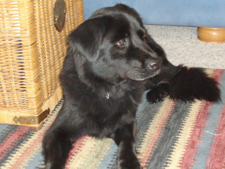 Our dog, Sadie (part black lab/part chow)