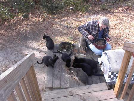 Feeding the cats