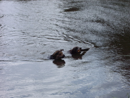 waterdogs