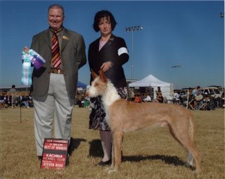 Robin w/Wire Ibizan Hound "Sunny"