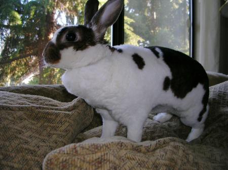 Leah's rabbit, Bunny