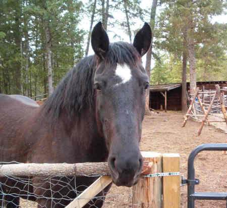 My Percheron, Sierra