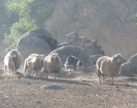 July 08 Darby Herding Sheep