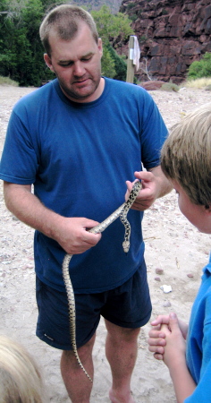 Bull Snake