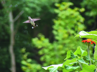 Hummingbird in flight