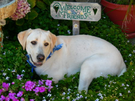 My Boy Bubba In My Flowers