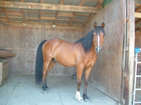 one of my horses (Rusty)