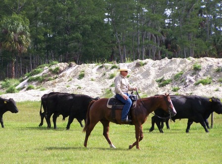 horse back