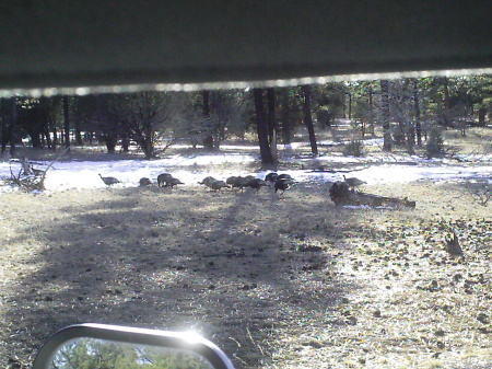 Flock o' turkeys in Gila
