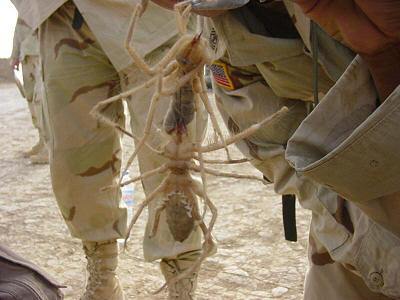 Camel Spider in Iraq