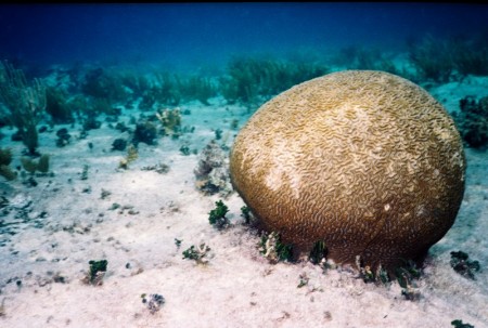 Brain Coral