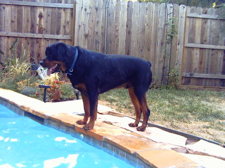 Rollo - Keeping on eye on things in the pool