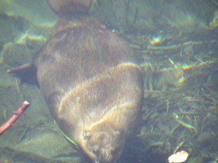 Beaver