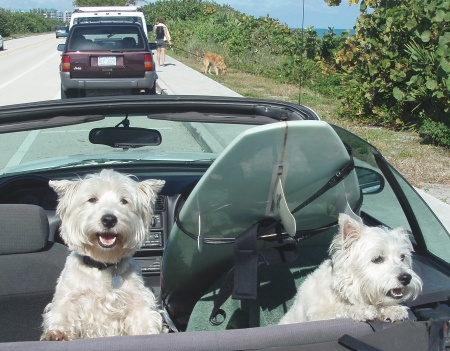 surf dogs