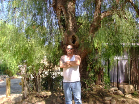 front yard under my pepper tree