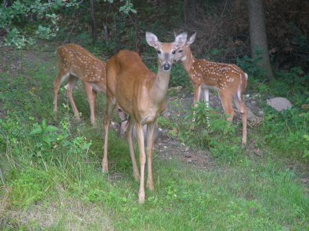 Deer from our back window