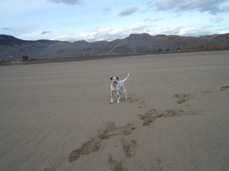 Sadie - our dalmation