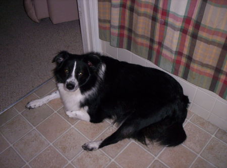 Our Border Collie, Lady