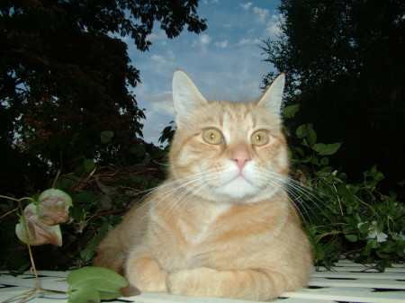 Hobbs, the cat