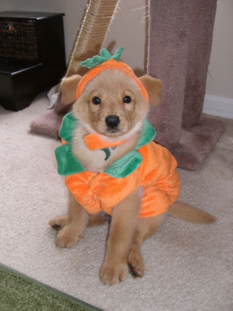 Cooper at Halloween!!!