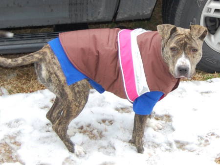 Beretta on her tip toes in the cold snow!