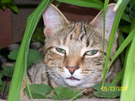 Our Cat Pumpkin Pie