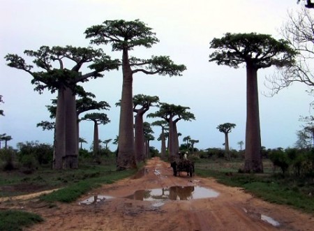 Honeymoony in Madagascar