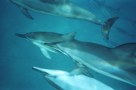 Snorkeling with wild dolphins in Hawaii