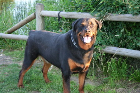 Zeus my Rottweiler