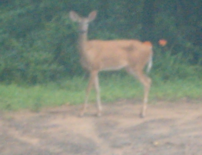 The deer crossing our driveway