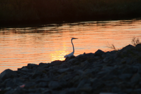 Assawoman Wildlife Refuge