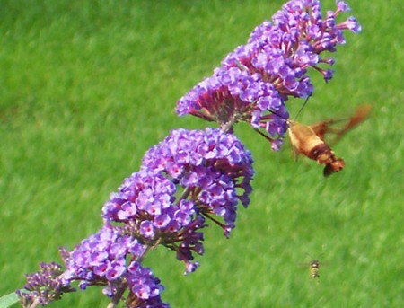 Hummingbird Bee