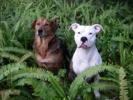 Our dogs, Jasmine and Chewbacca