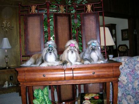 My three Shih Tzus