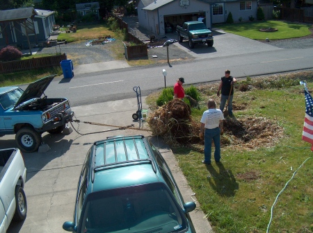 2007 - Removing the Pampas Grass