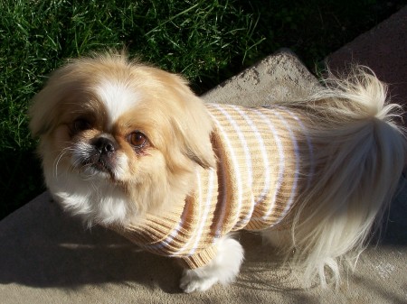 Muffins new sweater - say cheese!