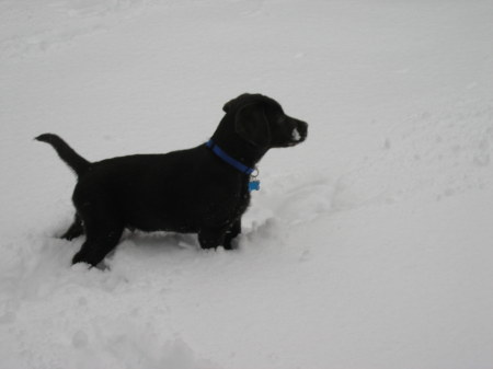 scooby playing in the snow