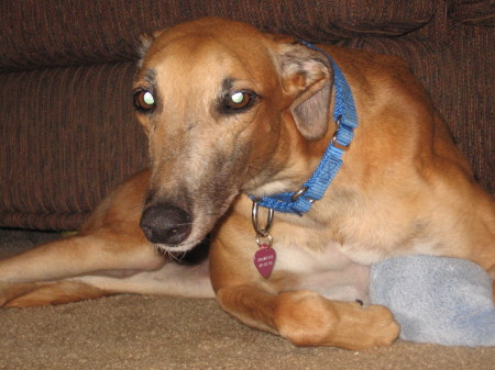 Cinnamon Greyhound