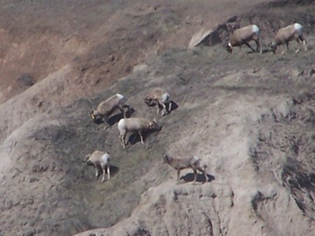 Badlands Mountain Goats