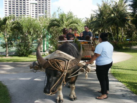 riding on a carabou drawn cart