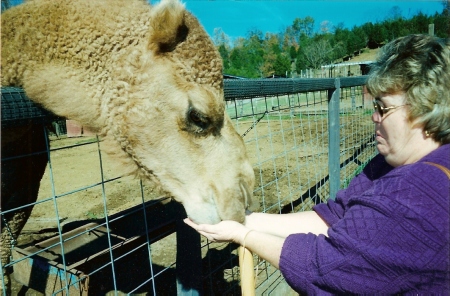 Ann and the camel