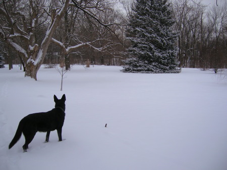 Molson in our front yard in Indianapolis, IN after a snow storm