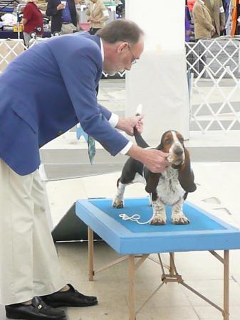 New Basset Puppy's First Show