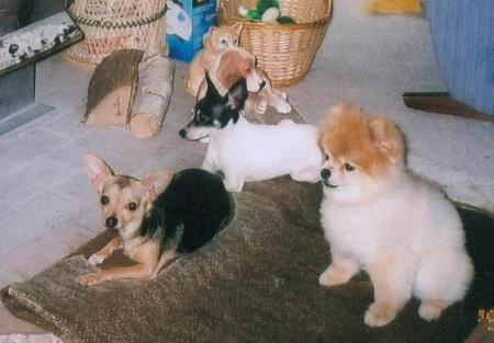 My dogs, Paco, Sugar, and Chyna