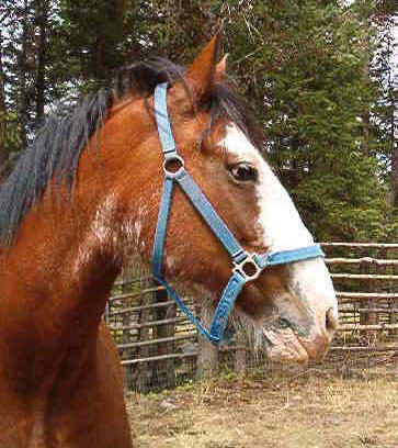 My Clydesdale, Bud