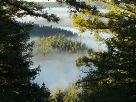 Trees and Fog