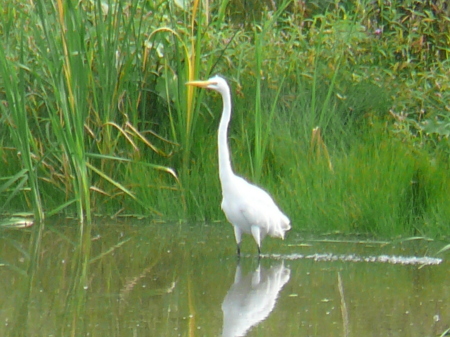 Our "Pet" Egret