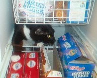 "Bubba " in the cupboard